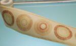BORDURE ADHÉSIVE NATUREL BATIK CERCLES - immagine 2