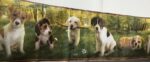 BORDURE ADHÉSIVE CHIENS
