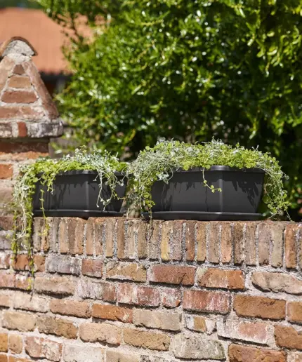 Cassetta Gardenie Greener